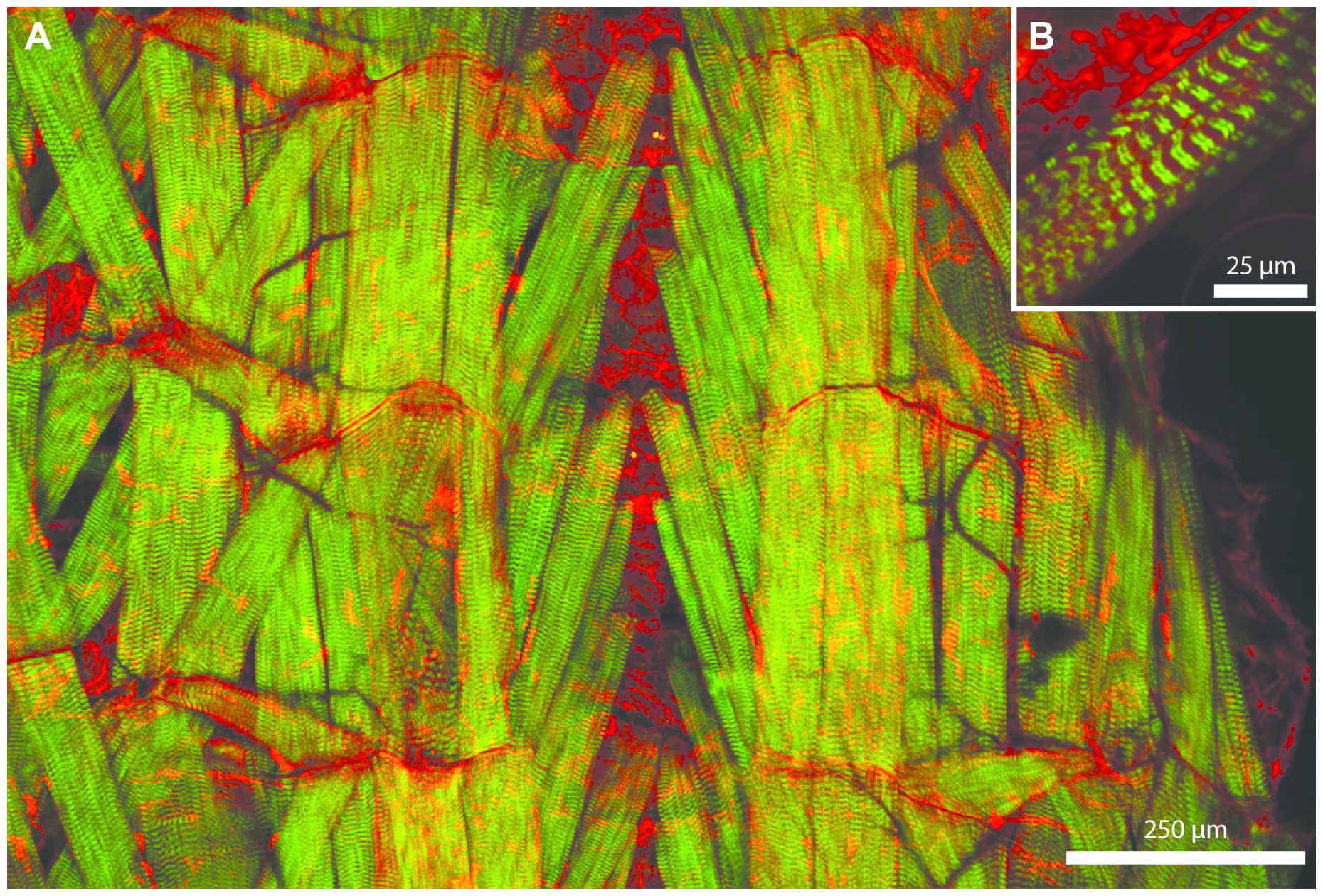 Multiphoton imaging in a Drosophila larva using an ultrafast semiconductor disk laser